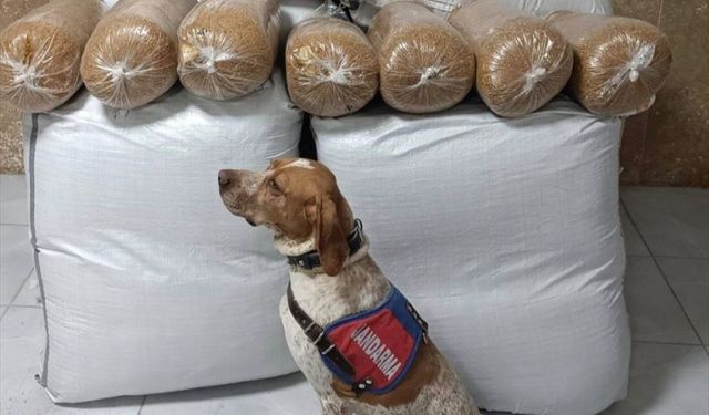 Kırşehir'de yolcu otobüsünde 400 kilogram kaçak tütün ele geçirildi