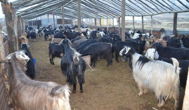 Muş'ta besiciler hayvanlarını soğuktan korumak için çadır kurdu