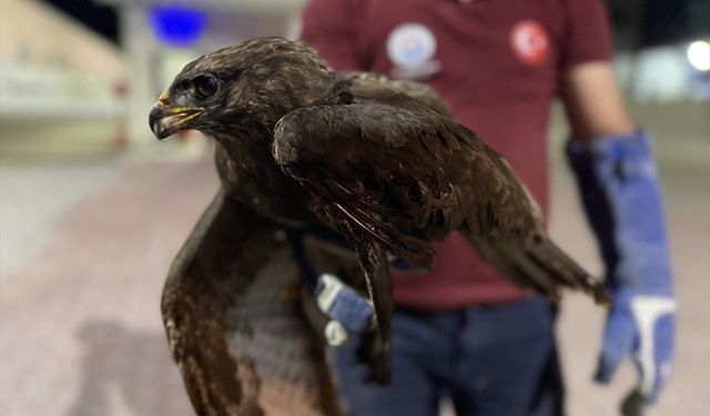 Sinop'ta yaralı kızıl şahin tedavi altına alındı