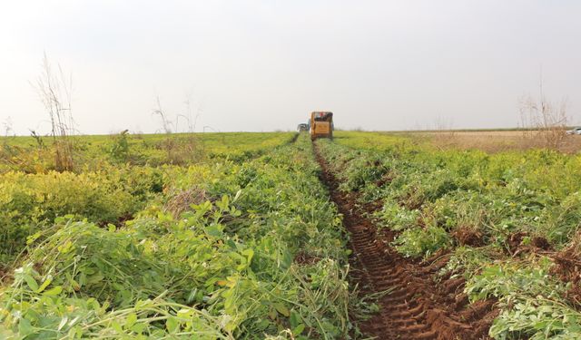 Şırnak'ta yer fıstığı hasadı yapıldı