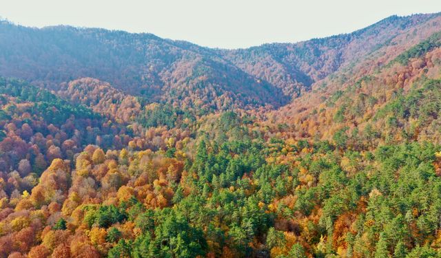 Sonbahar renklerine bürünen 'orman denizi' Yedigöller'de ziyaretçi yoğunluğu