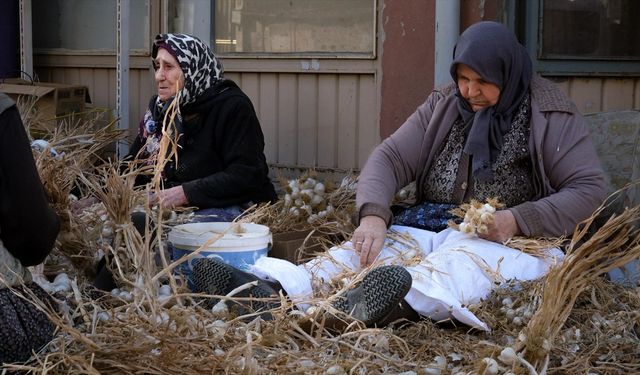 Taşköprü'de sarımsak üreticileri 'sıvama' adı verilen temizlik işlemini yapıyor