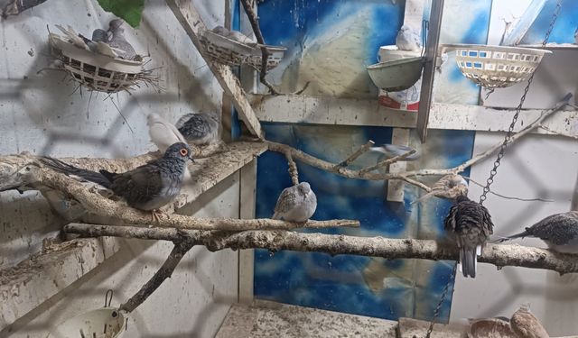 Tekirdağ'da yasa dışı yollarla yurda sokulan 7 papağan ile 45 kumru ele geçirildi