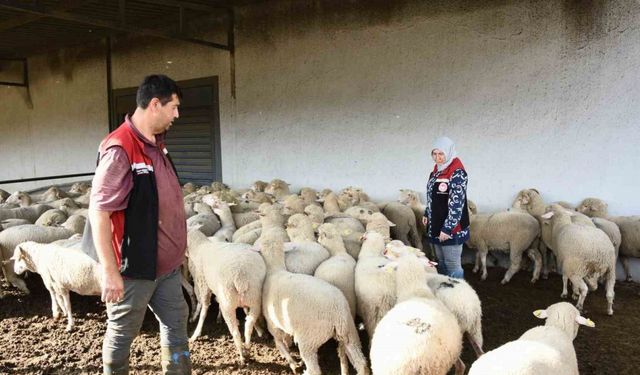 Aliağa’da hibe koyun ve koçlar üreticilere teslim edildi