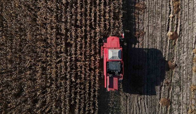 Bolu’da dane mısır hasadı başladı