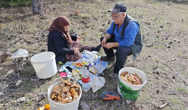 Hisarcık’ta yaşlı çiftin mantar mesaisi