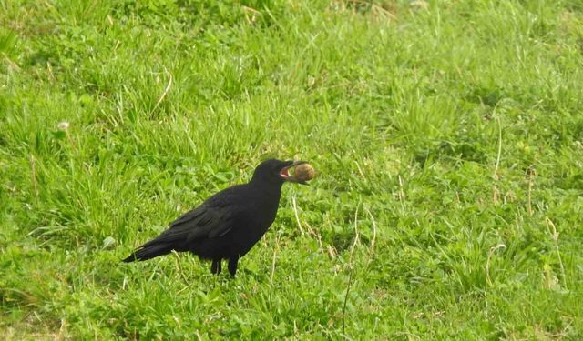 Kargaların unuttuğu cevizler ağaç oluyor