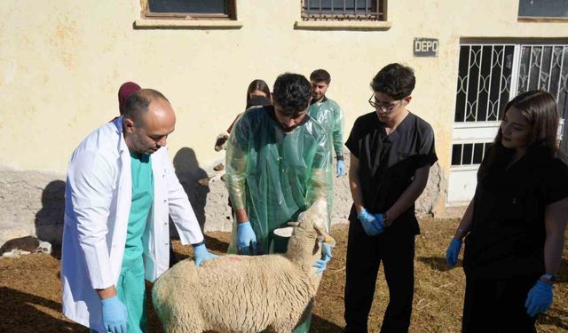 Küçükbaş hayvancılığa akademik dokunuş: 13 koyun 24 süt kuzusu doğurdu