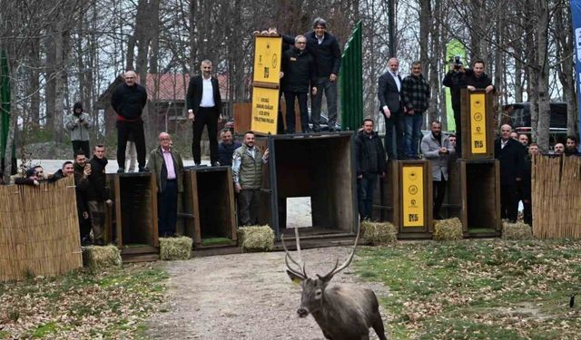 Kuzuyayla’nın GPS’li geyikleri