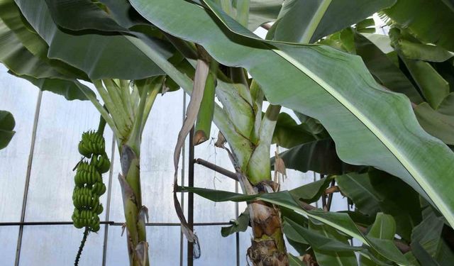 Mersin’de ilginç hırsızlık: Hırsızlar muz ve avokado hasadı yaptı