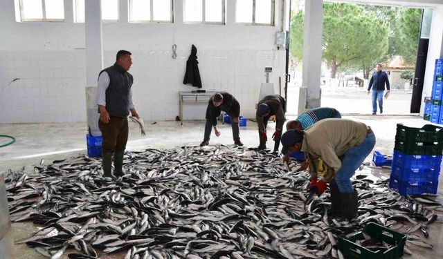 Muğla’dan 10 ayda 618 milyon dolar balık ihracatı