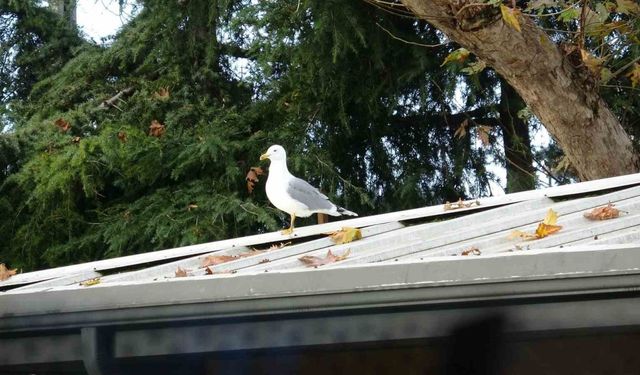 Toplar çatıya takılınca çözüm martıdan geldi: Öğrencilerin yeni "Top Kurtarıcısı" martı oldu