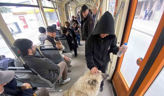 Tramvaya binen sevimli köpek ilgi odağı oldu