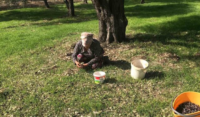 Zeytinin en doğal hali: Karaburun Furma Zeytini hasadı başladı