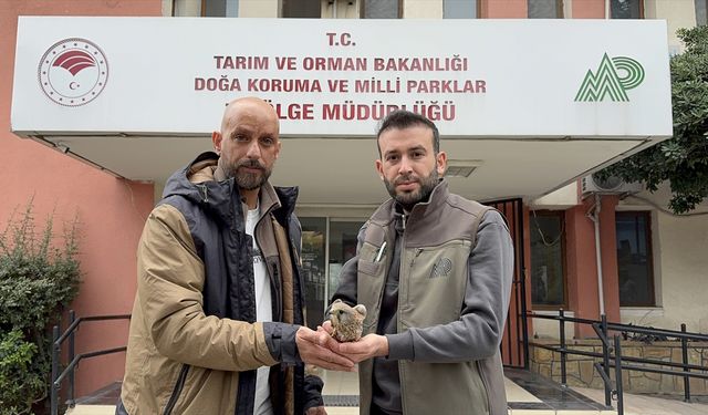 Adana'da yaralı bulunan kerkenez tedaviye alındı