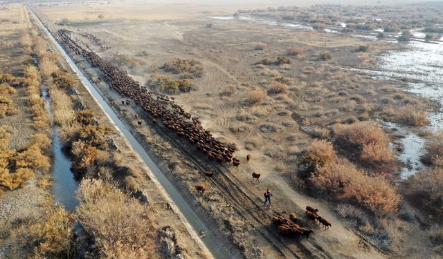 Ağrı Dağı çevresindeki otlaklarda morkaraman ırkı damızlık koyun yetiştiriliyor