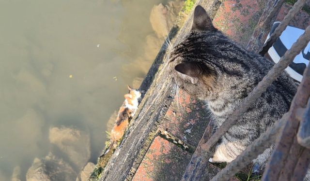 Anne kedi, çaya düşen yavrusunun kurtarılmasını bekledi