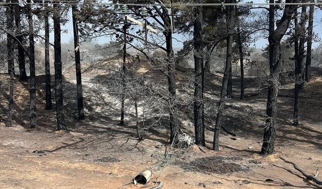 Avustralya'da iki ayrı eyalette çıkan orman yangınlarında 1 itfaiyeci öldü, 39 ev küle döndü