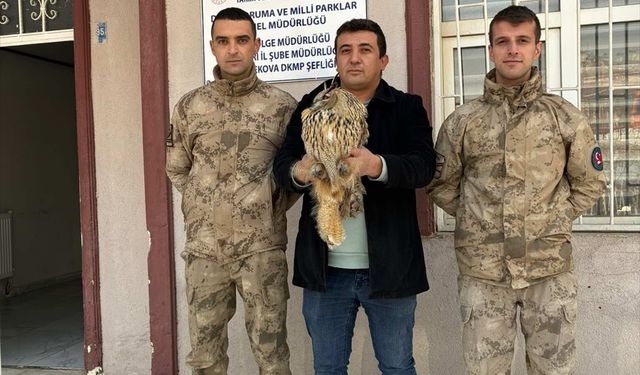 Hakkari'de jandarmanın bulduğu yaralı puhu tedaviye alındı