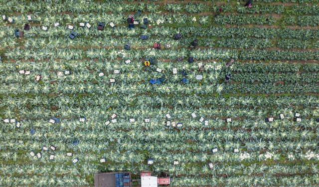 İzmir'in kışlık sebze tarlalarında hasat telaşı yaşanıyor