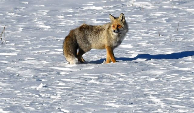 Karlı doğada kızıl tilki ile nadir görülen paçalı şahin görüntülendi