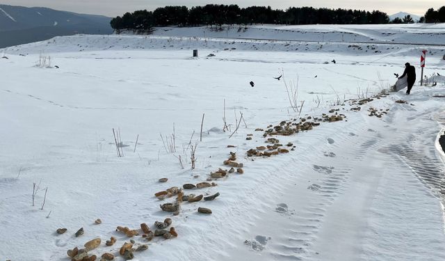 Kars'ta yaban hayvanları için karla kaplı doğaya yiyecek bırakıldı
