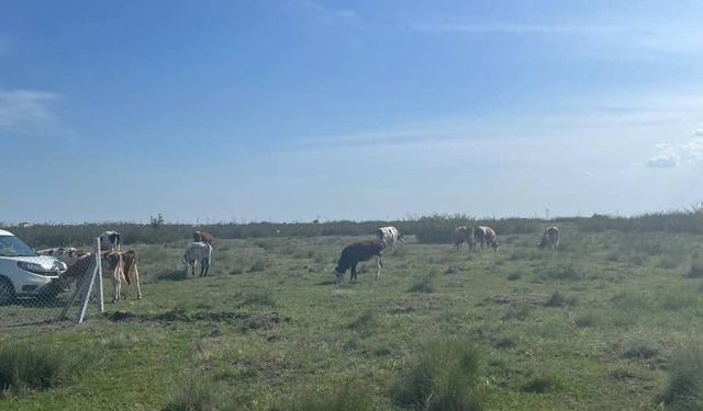 Tekirdağ'a kaçak yollarla büyükbaş hayvan getiren kişiye 105 bin lira ceza uygulandı