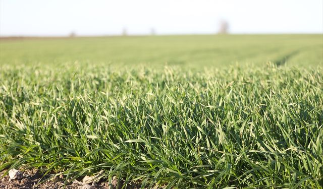 Trakya'da bu sene buğday erken boy attı