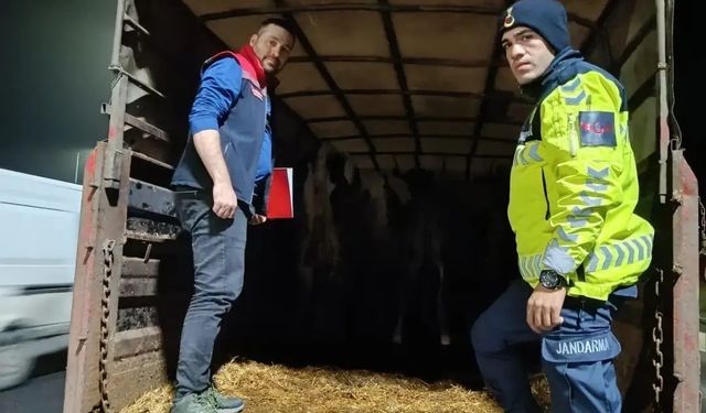 Belgesiz hayvan sevkine ceza: Hayvanlar işletmeye iade edildi