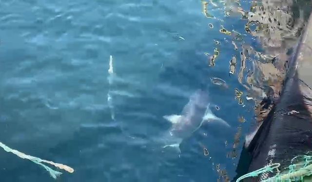 Çanakkale'de balıkçıların ağına 'kamçı kuyruk' cinsi köpek balığı takıldı