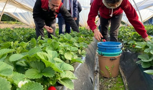 Coğrafi işaretli ’Sultanhisar Çileği’nde hasat sevinci