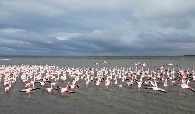 Enez Gala Gölü flamingolara ev sahipliği yapıyor