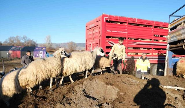 Erzincan’da soğuk hava nedeniyle sürüler yayladan indirildi