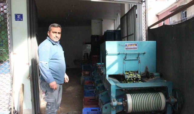 Hasat edilen zeytinler boyuna göre ayrılıyor, fiyatı kaliteyle şekilleniyor