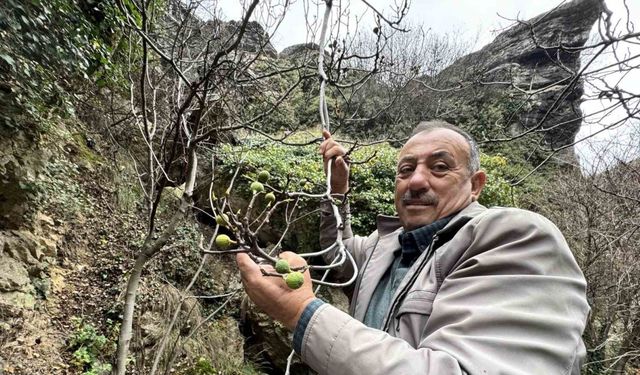 İncir ağacı Aralık ayında yeniden meyve verdi