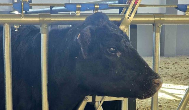 Kırsalda Bereket Hayvancılığa Destek Projesi, 2028 yılına kadar sürecek