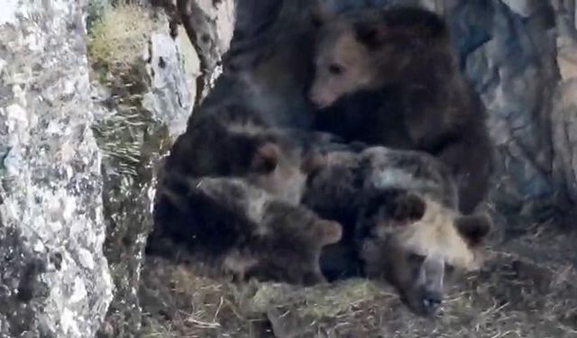 Kış uykusuna yatmaya hazırlanan ayı ailesi böyle görüntülendi