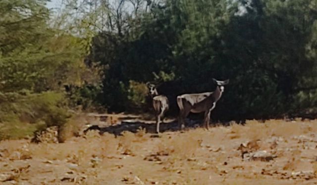 Kızıl geyikler aylar sonra Spil Dağı’nda yeniden görüntülendi