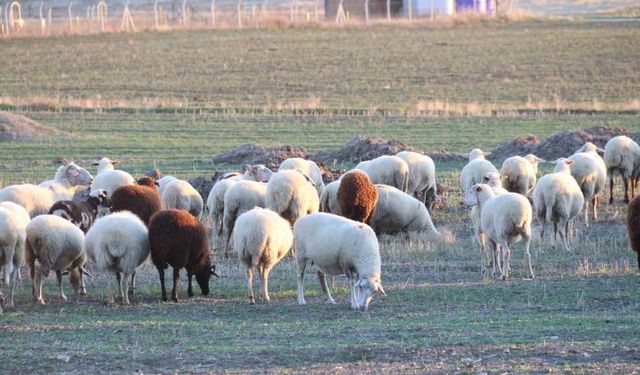 Koyunlar bu kışı kırda otlayarak geçiriyor