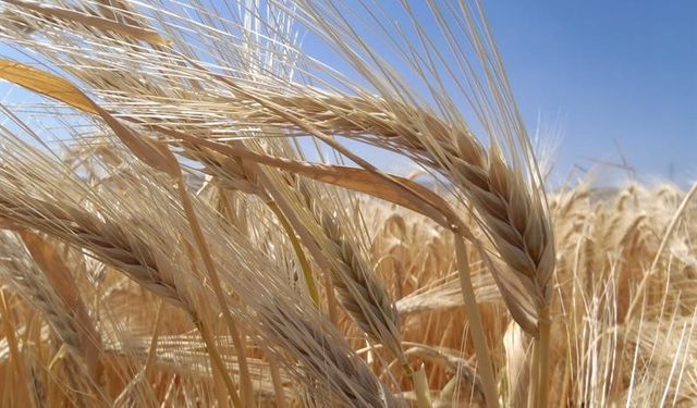 Kuraklık arpa ekimini artırdı