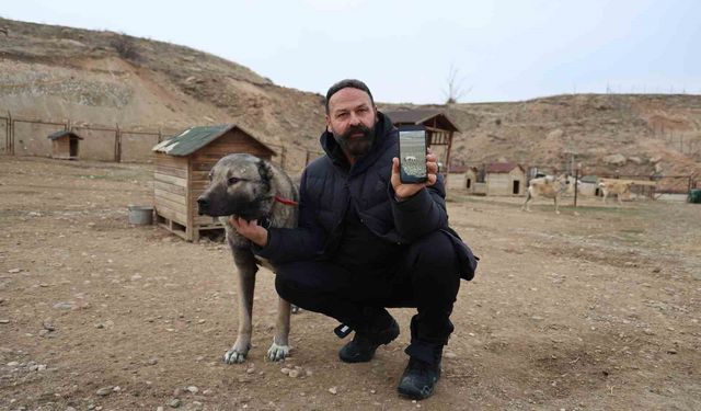 Kurtlar yerleşim yerlerine dadandı, uzmanı çare olarak Kangalları gösterdi