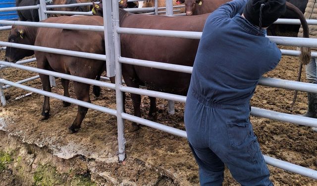 Kütahya'ya Brezilya'dan gelen ithal gebe düveler sağlık kontrolünden geçirildi