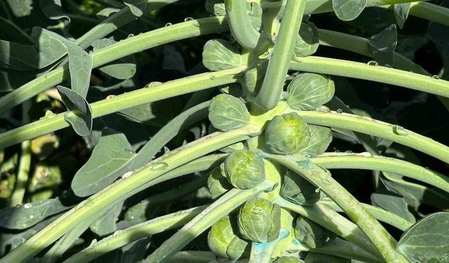 Rusya ve Hollanda lahanayı "Brüksel"den değil İznik’ten alıyor