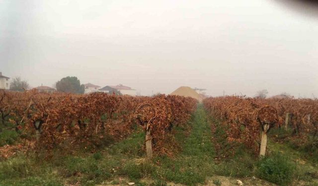 Sağanak yağmur çiftçileri sevindirdi