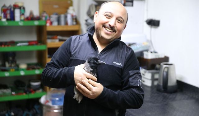 Yaralı halde bulduğu karga en yakın arkadaşı oldu