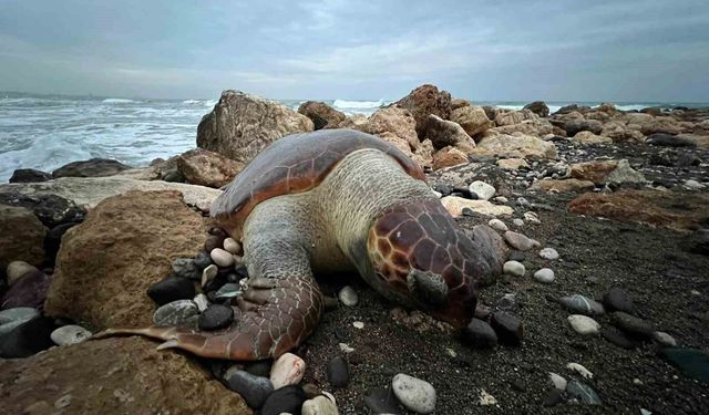 Bir caretta caretta daha ölü bulundu:15 günde 7'inci ölüm