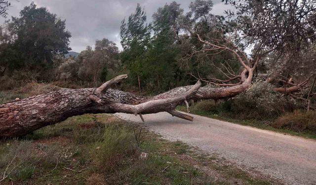 Bodrum'da fırtına ağaçları devirdi