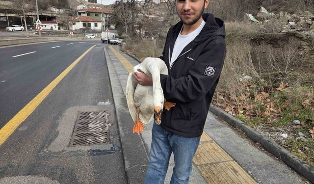 Çiftlikten kaçıp yola atlayan kaz sürücülere zor anlar yaşattı