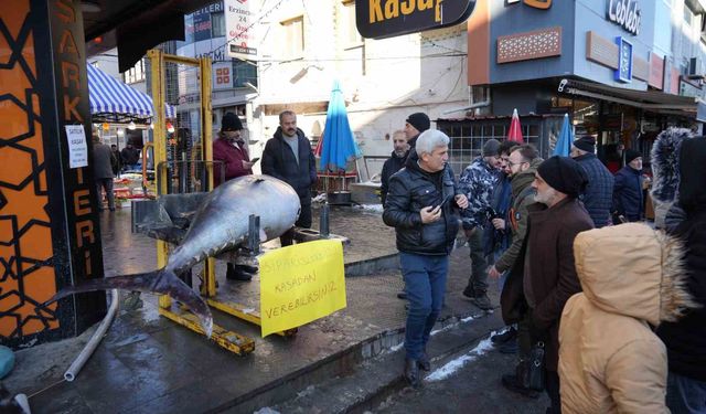 Dev Orkinos Erzincan'da olay oldu! Tezgâh önünde fotoğraf yarışı