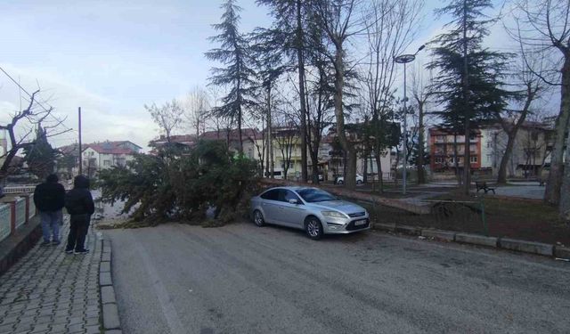 Isparta'da fırtına ağacı kökünden söküp park halindeki aracın üzerine devirdi